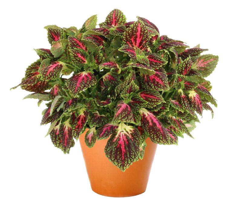 Coleus - Main Street: La Rambla