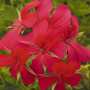 Ivy Geranium - Mini Cascade: Red