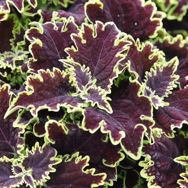 Coleus - Main Street: Lombard Street