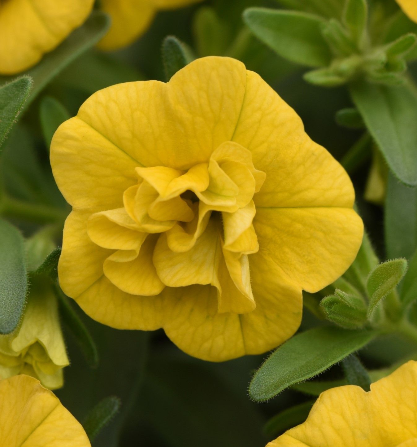 Calibrachoa - MiniFamous: Evo Double Yellow