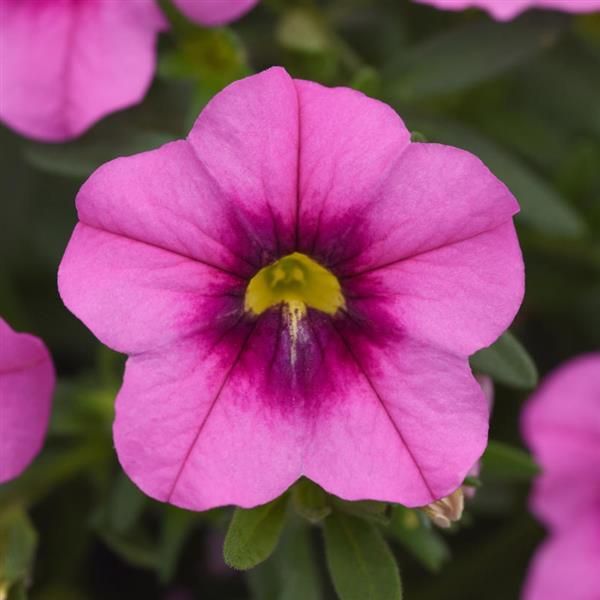 Calibrachoa - MiniFamous: Uno Rose Eye