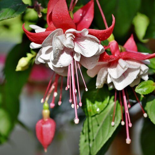 Fuchsia: White Eyes