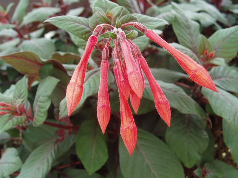 Fuchsia: Gartenmeister