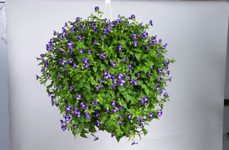 Torenia: Purple Moon