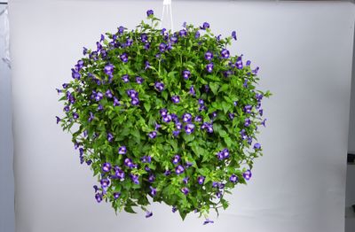 Torenia: Purple Moon