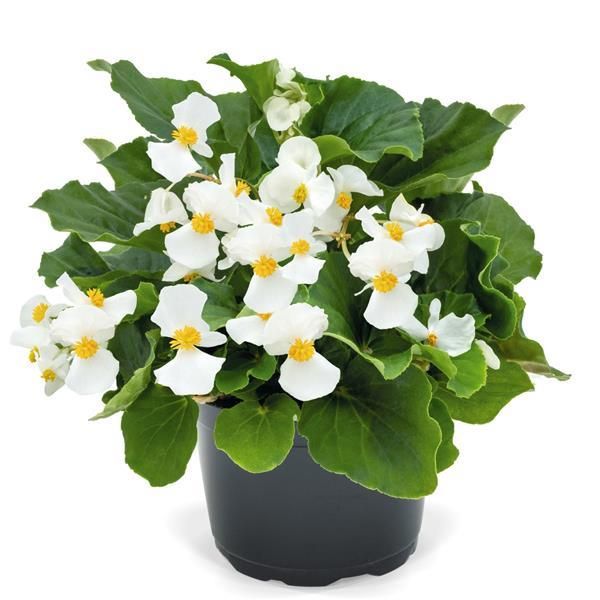 Begonia - Whopper: White (Green Leaf)