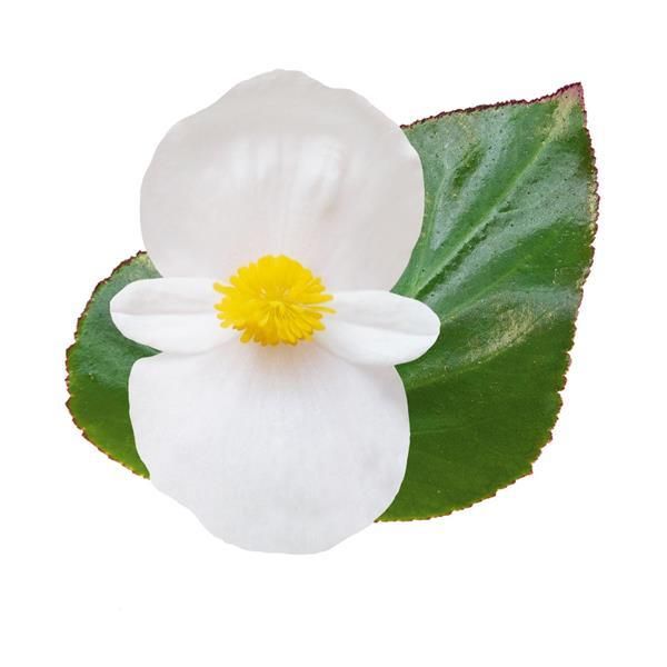 Begonia - Whopper: White (Green Leaf)