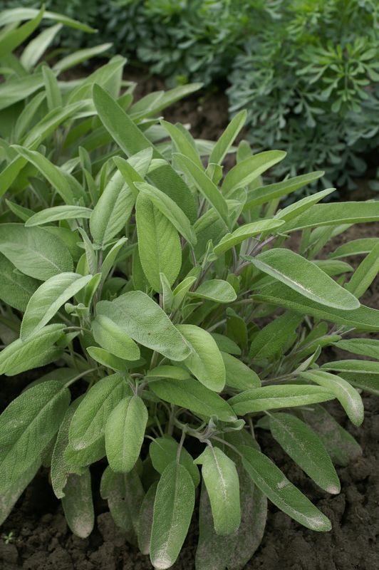 Sage: Garden Grey (Salvia)