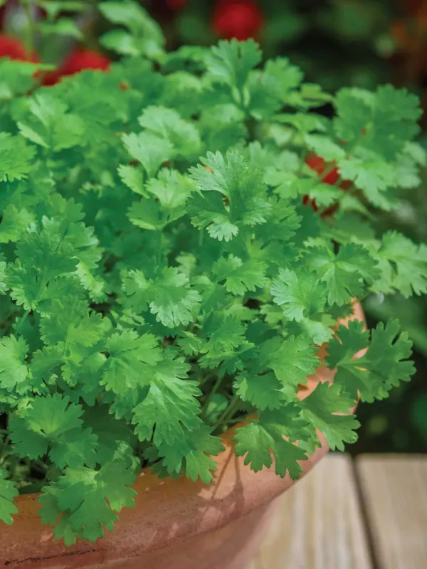 Cilantro (Santo Coriander)