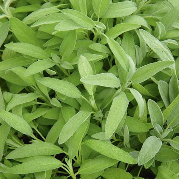 Sage: Garden Grey (Salvia)