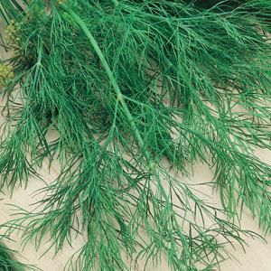 Dill