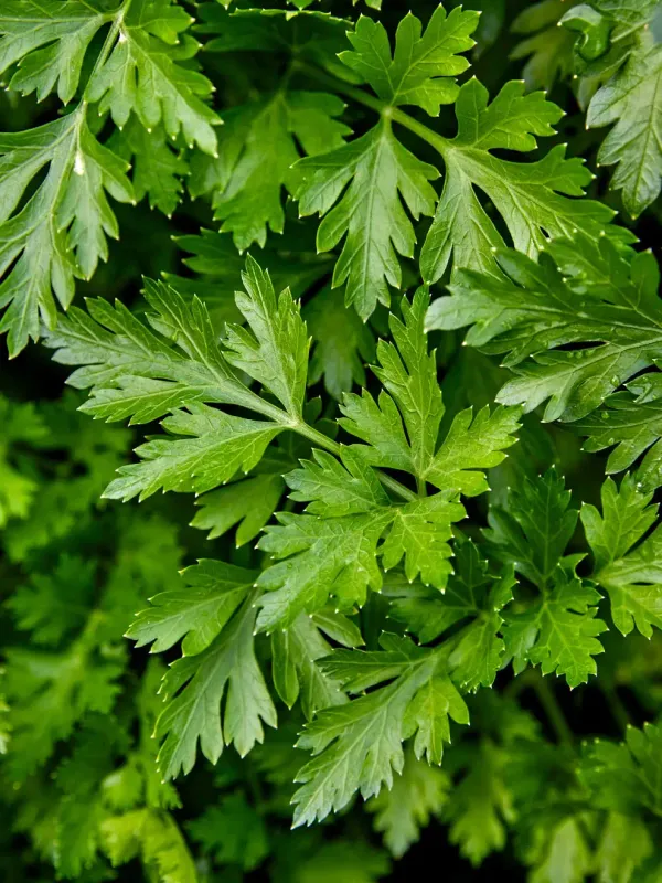 Parsley: Italian Plain