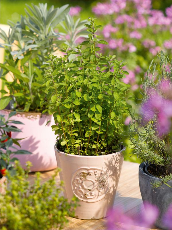 Oregano: Italian