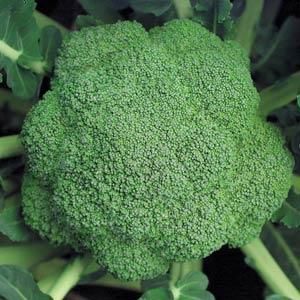 Broccoli: Destiny