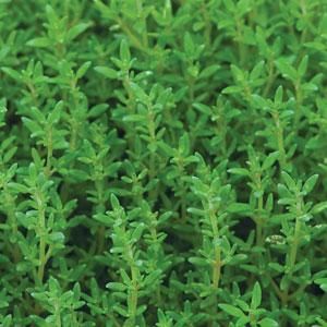 Thyme: Summer