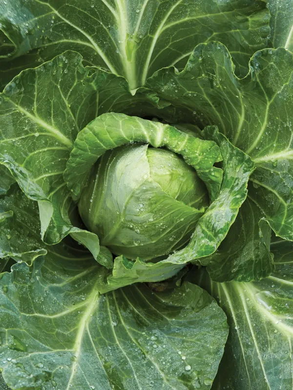 Cabbage: Savoy Ace