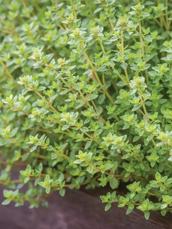 Thyme: Summer