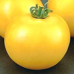 Tomato: Lemon Boy