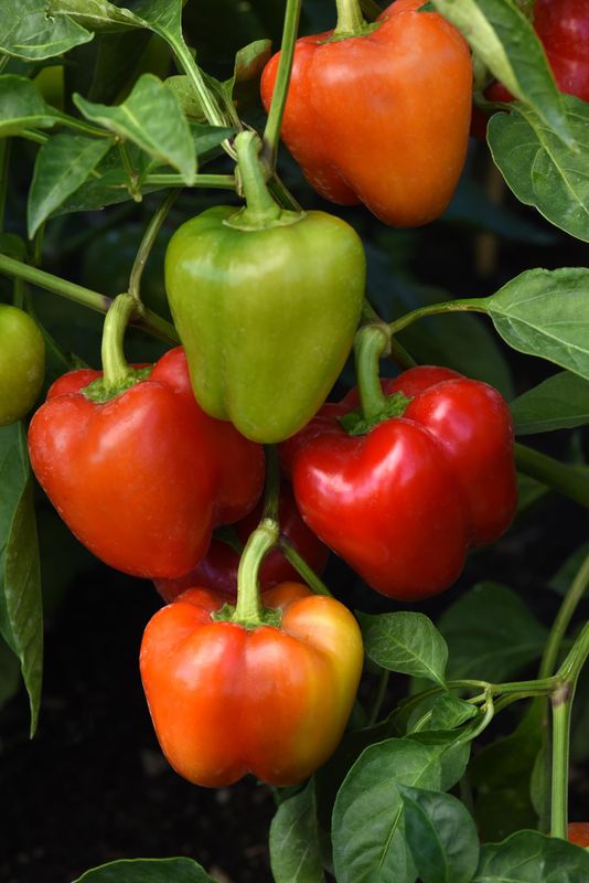 Pepper: Big Red