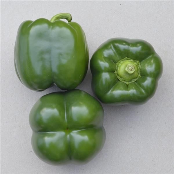 Pepper: California Wonder