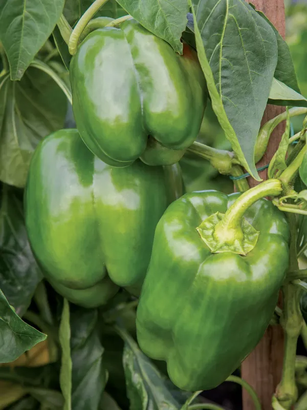 Pepper: California Wonder