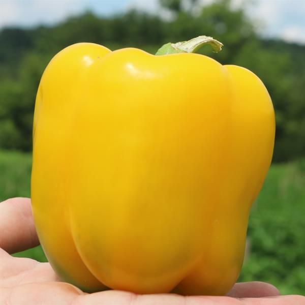 Pepper: Golden California Wonder