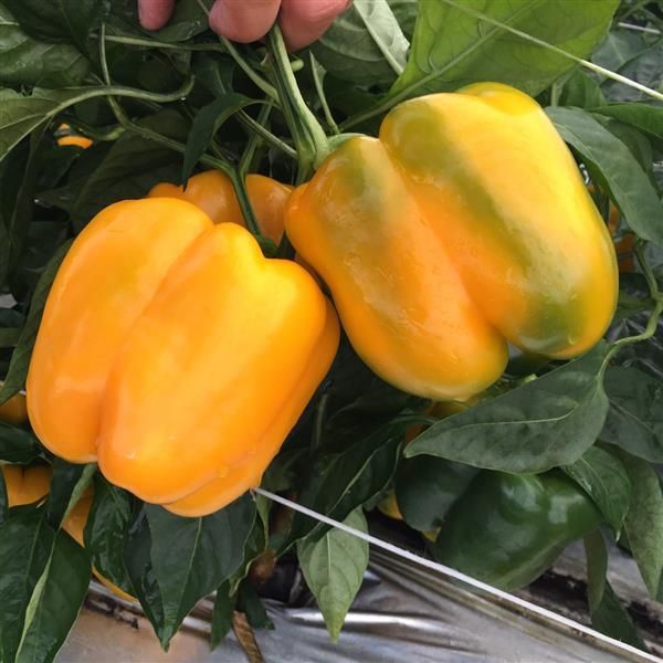 Pepper: Golden California Wonder