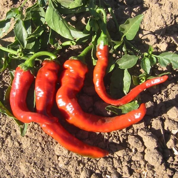 Pepper: Hot Portugal