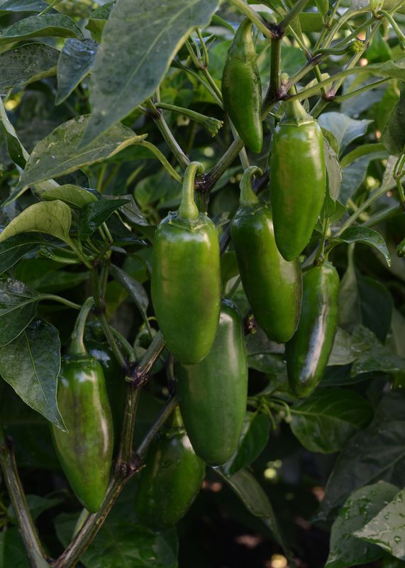 Pepper: Jalapeno