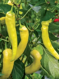 Pepper: Sweet Banana