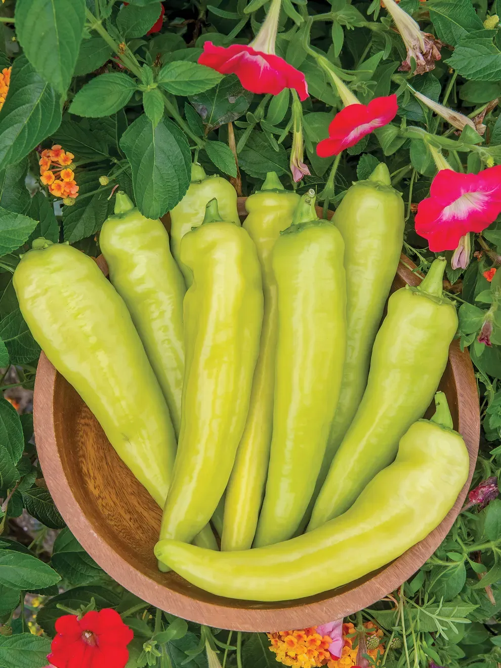 Pepper: Sweet Banana