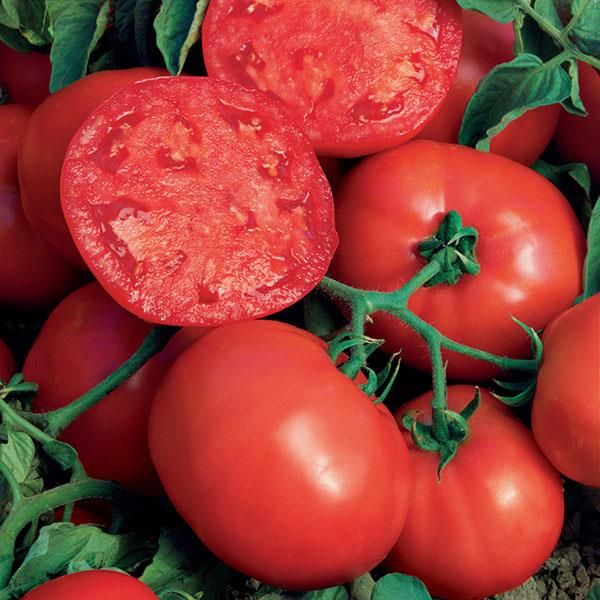 Tomato: Ball's Beefsteak