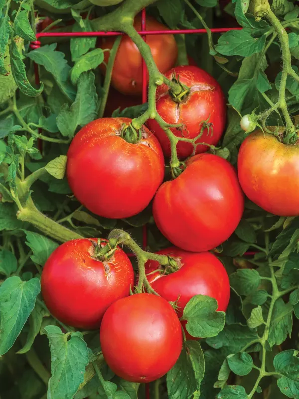 Tomato: Better Boy