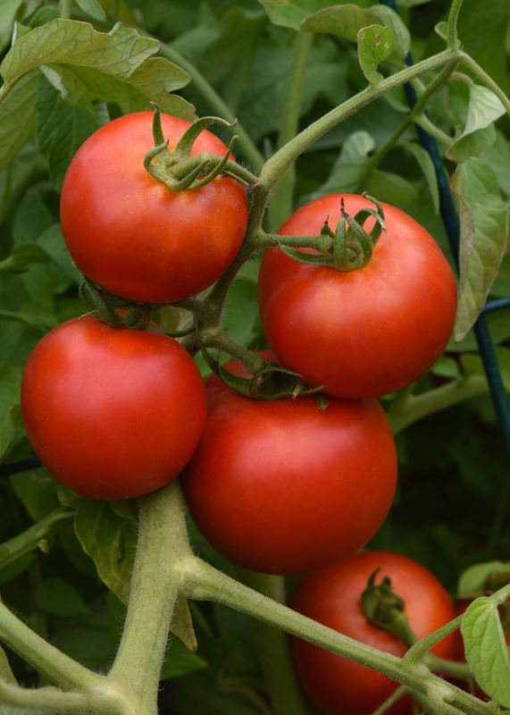 Tomato: Early Girl