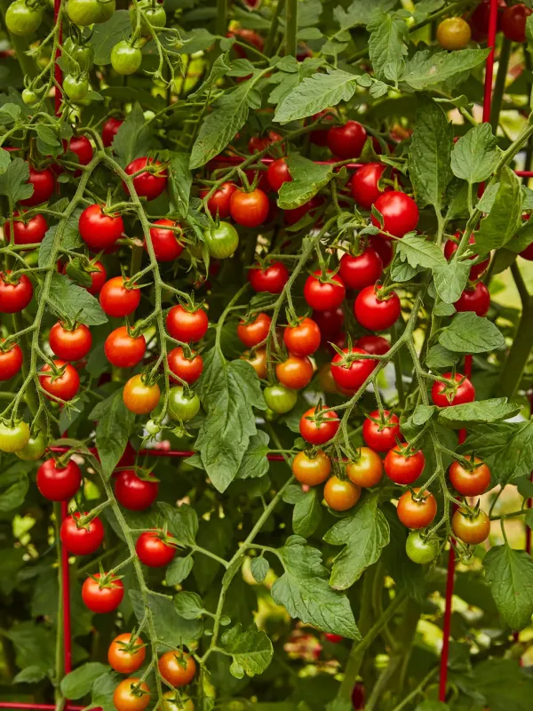 Tomato - Cherry: Sweet 100