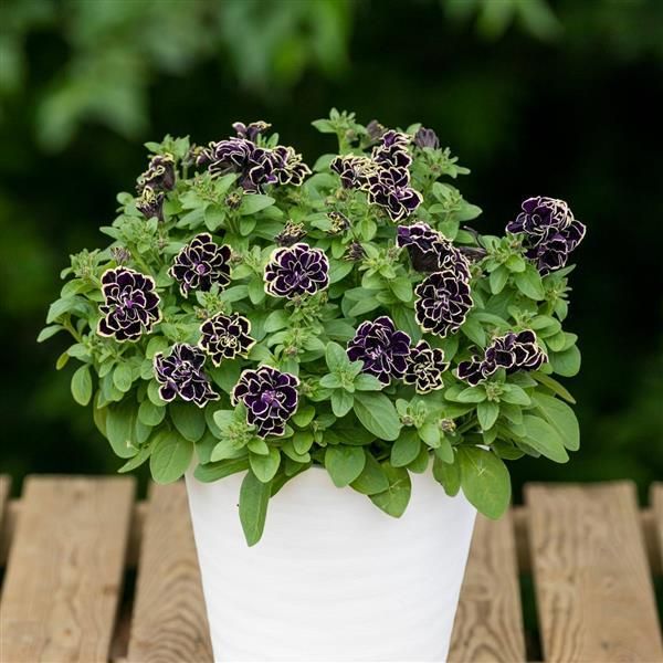 Petunia - Jewel: Midnight Gold