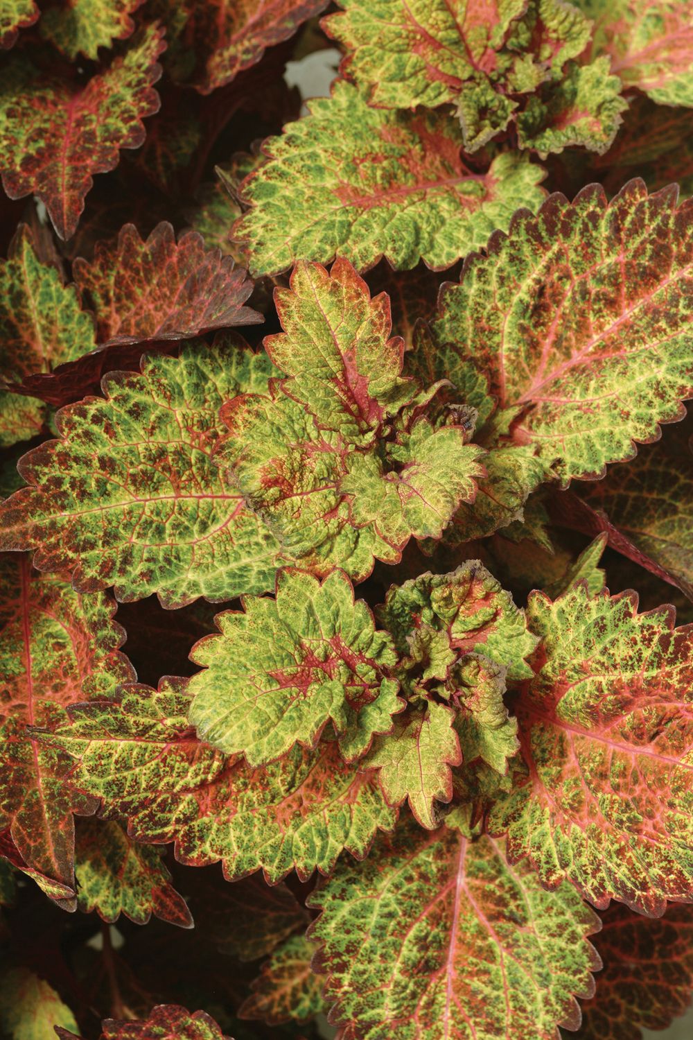 Coleus - ChargedUp: Indian Summer