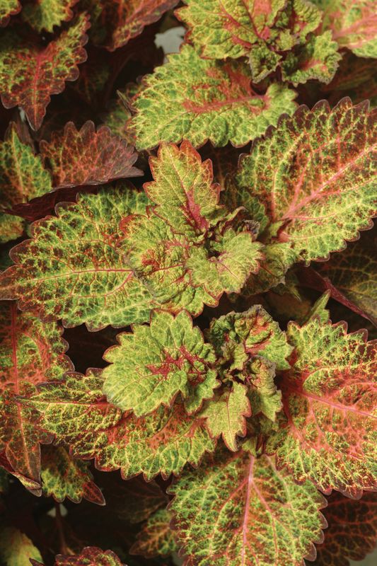 Coleus - ChargedUp: Indian Summer