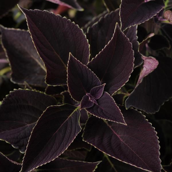 Coleus - Volcanica: Vino