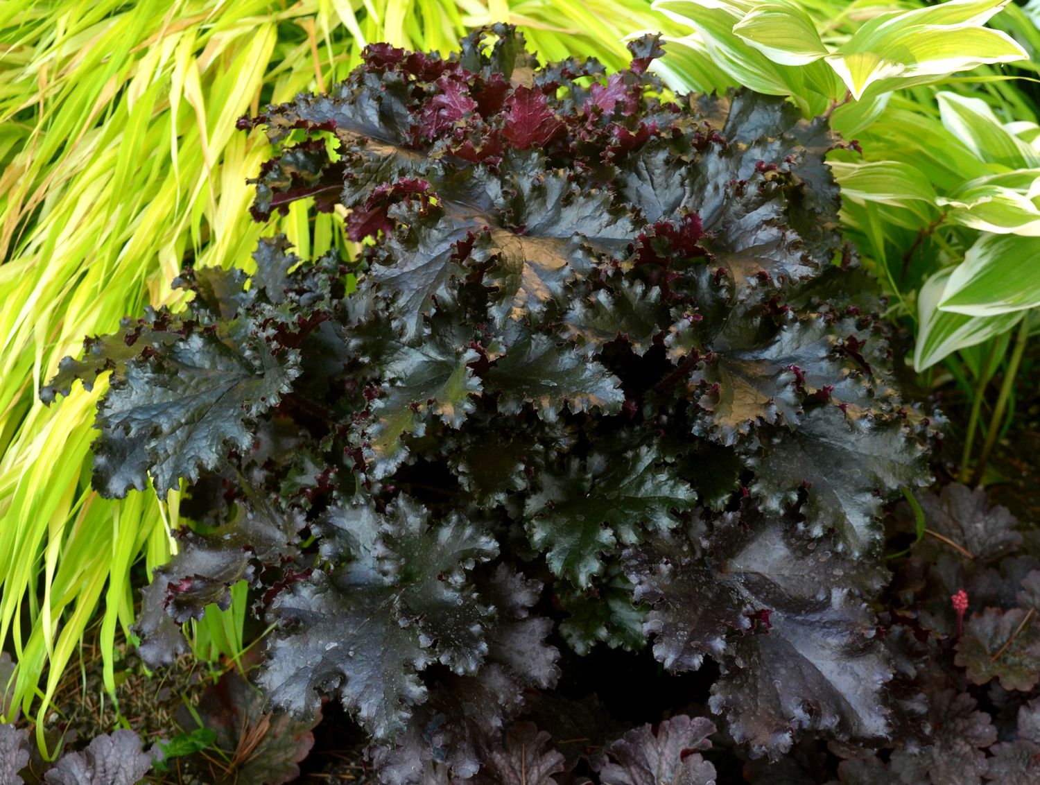 Heuchera: Black Taffeta