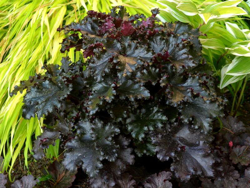 Heuchera: Black Taffeta