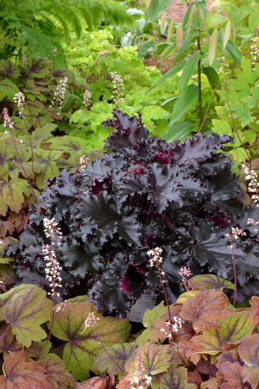 Heuchera: Black Taffeta