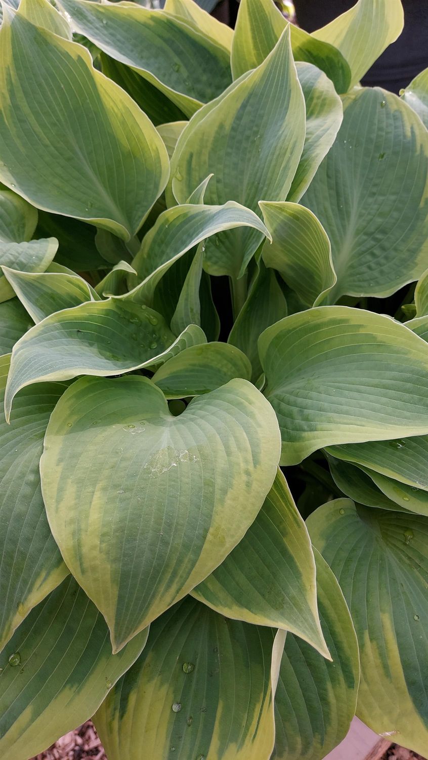 Hosta: Climax