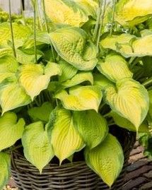 Hosta: Paradigm