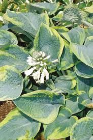 Hosta: Tokudama Flavocircinalis