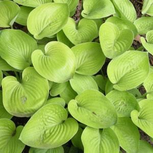 Hosta: Glad Tidings