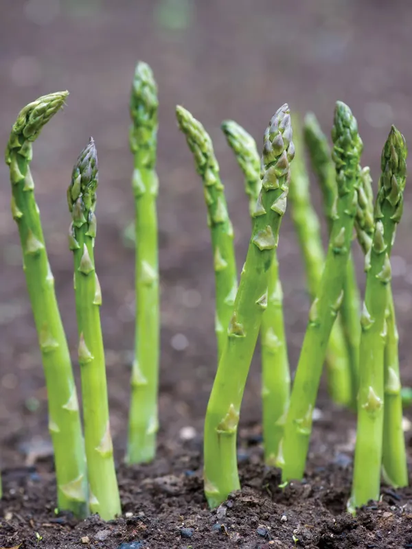 Asparagus: Mary Washington