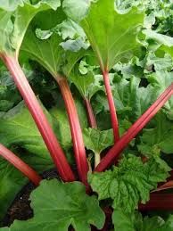 Rhubarb: Canada Red
