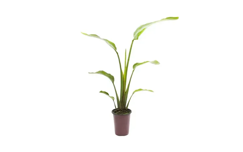 Bird of Paradise: White
