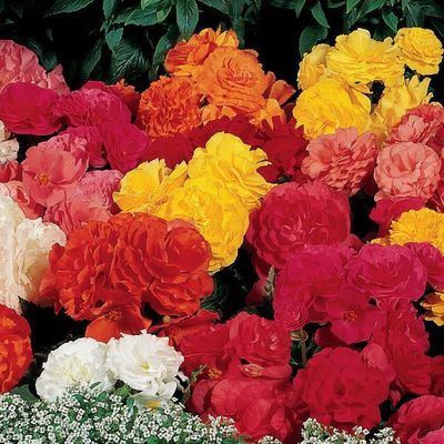 Begonia